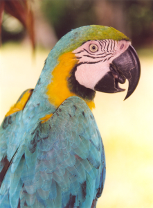 Papagay, Tambopata, Peru