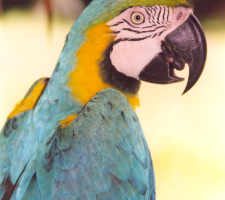 Papagay, Tambopata, Peru
