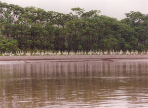 river side, rainforest, Peru