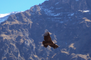 Condors, Colca Valley