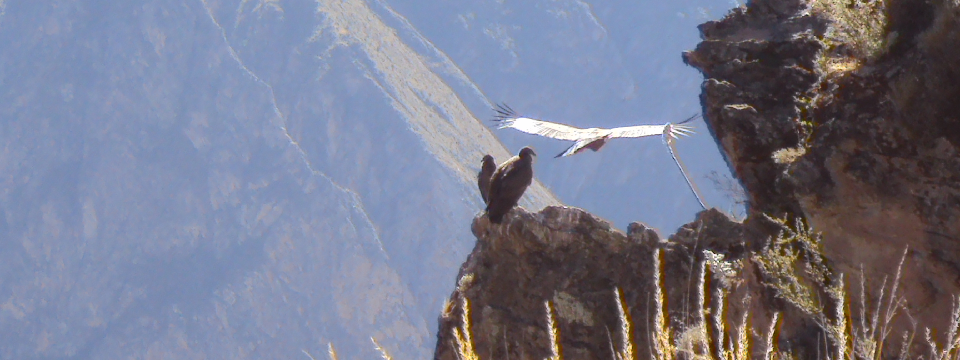 Condors in Colca Canyon, Peru