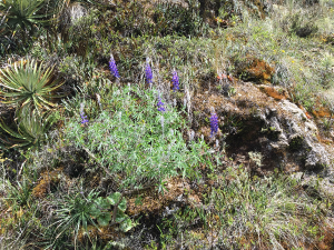 salkantay andesexplorer 5