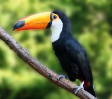 Colouful-toucans-live-in-the-Amazon-and-National-Parks-of-Brazil